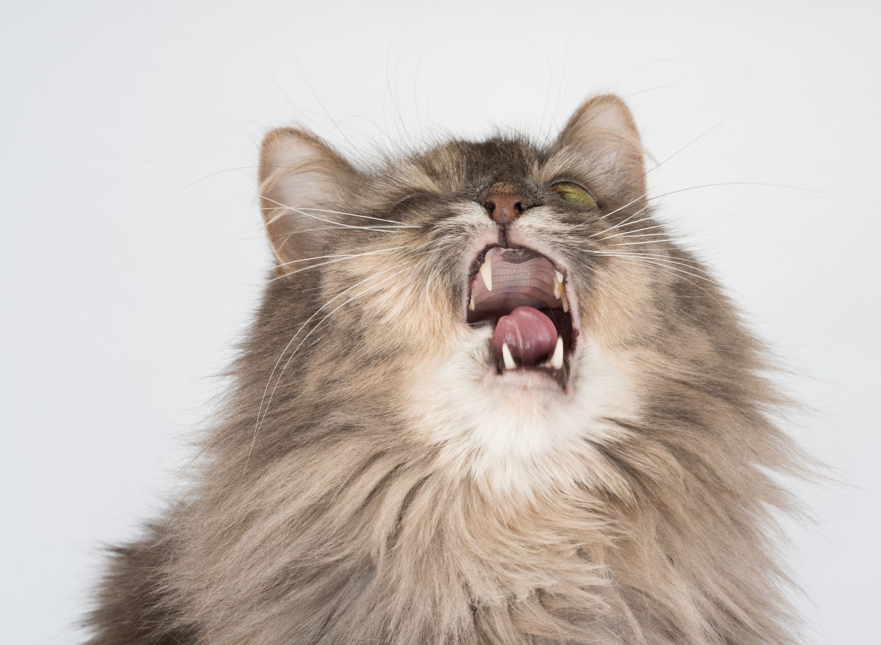 Common Causes Of Cat Sneezing - Cat Sneezing A Lot | Pawcool ™