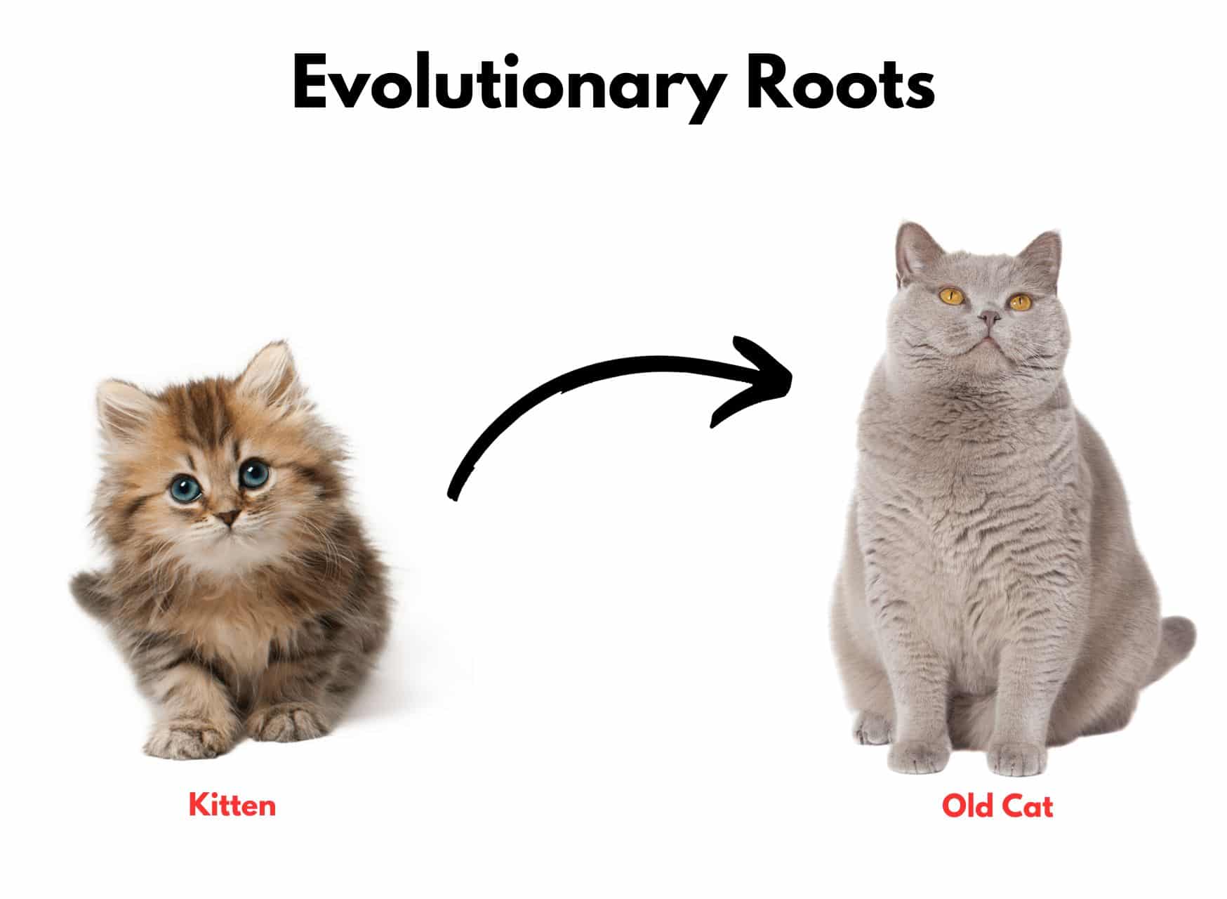 Evolutionary Roots - Why Don'T Cats Like Their Paws Touched | Pawcool ™
