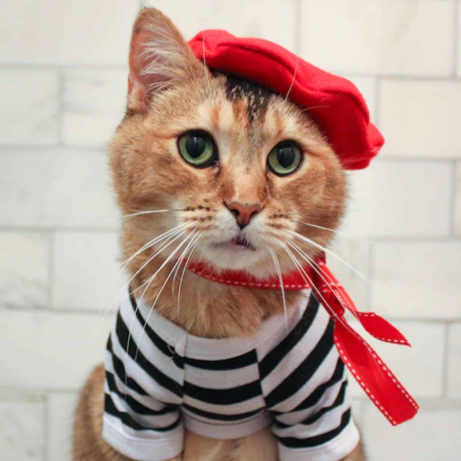 French Cat Outfit