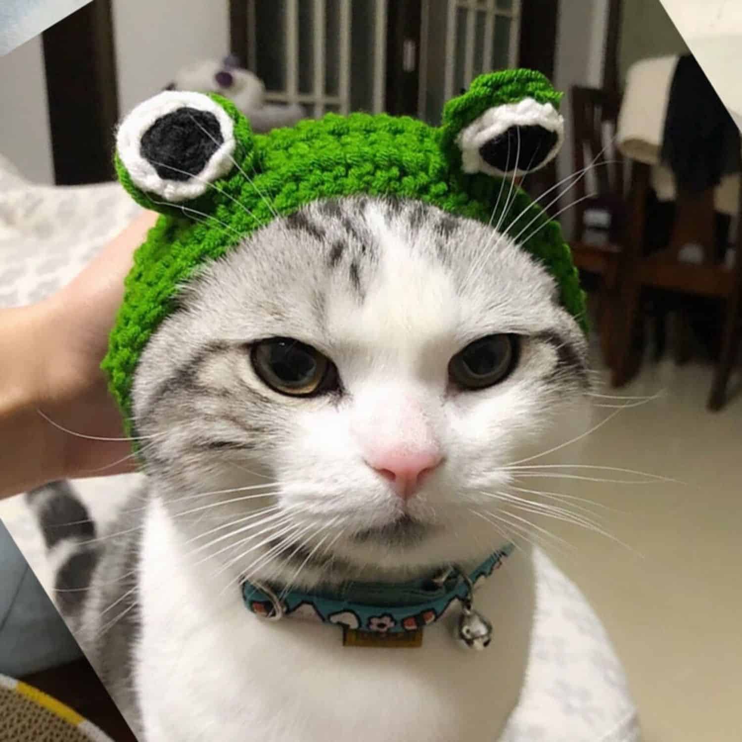 Frog Hat Cat