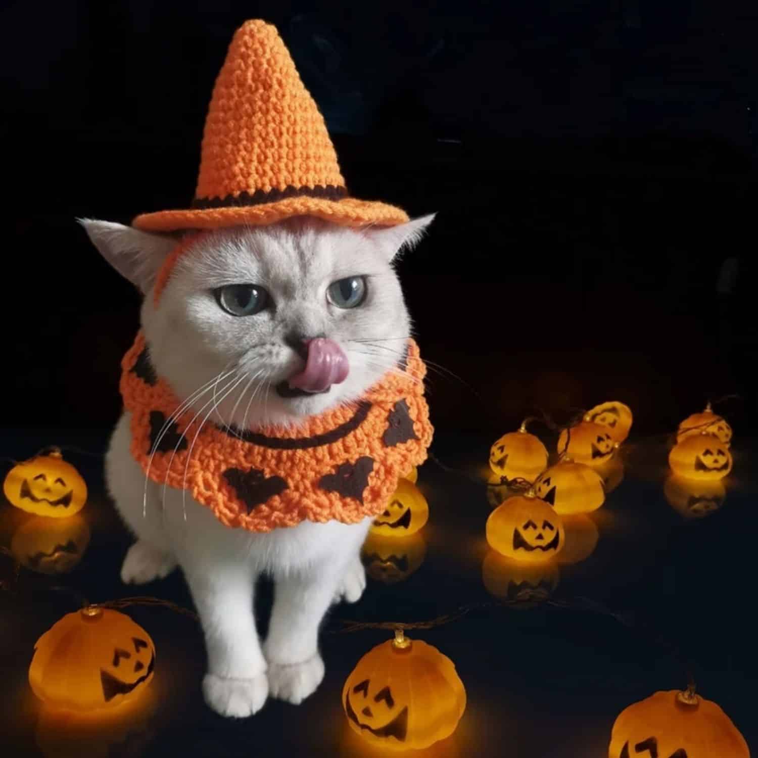 Halloween Cat Pumpkin Outfit