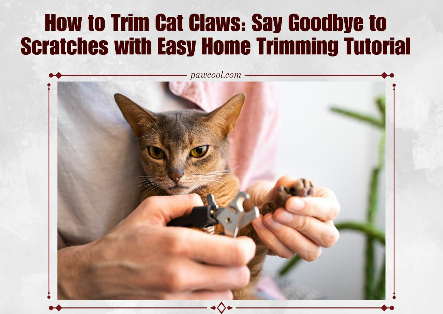 How to Trim Cat Claws: Say Goodbye to Scratches with Our Easy Home Trimming Tutorial