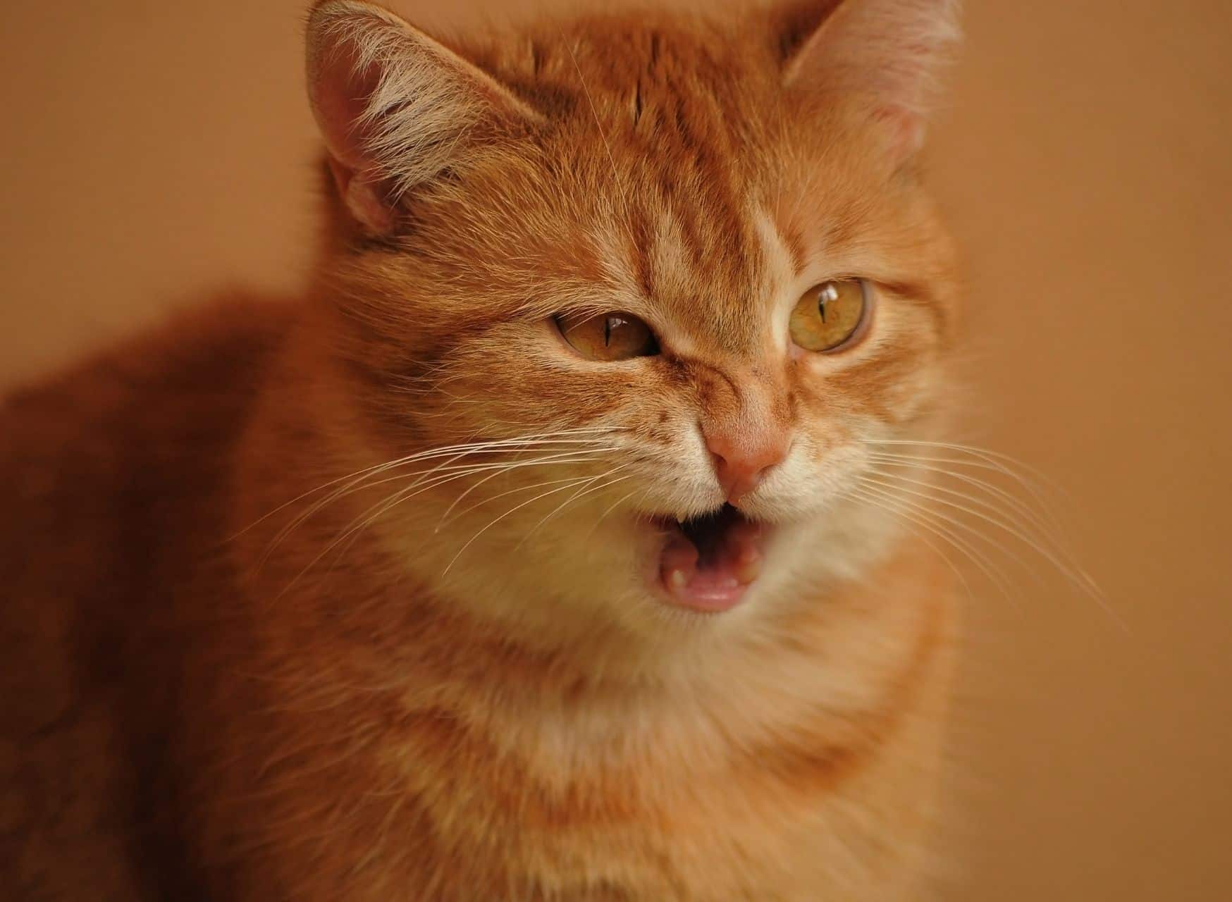 Other Possible Causes Of Cat Sneezing - Cat Sneezing A Lot | Pawcool ™