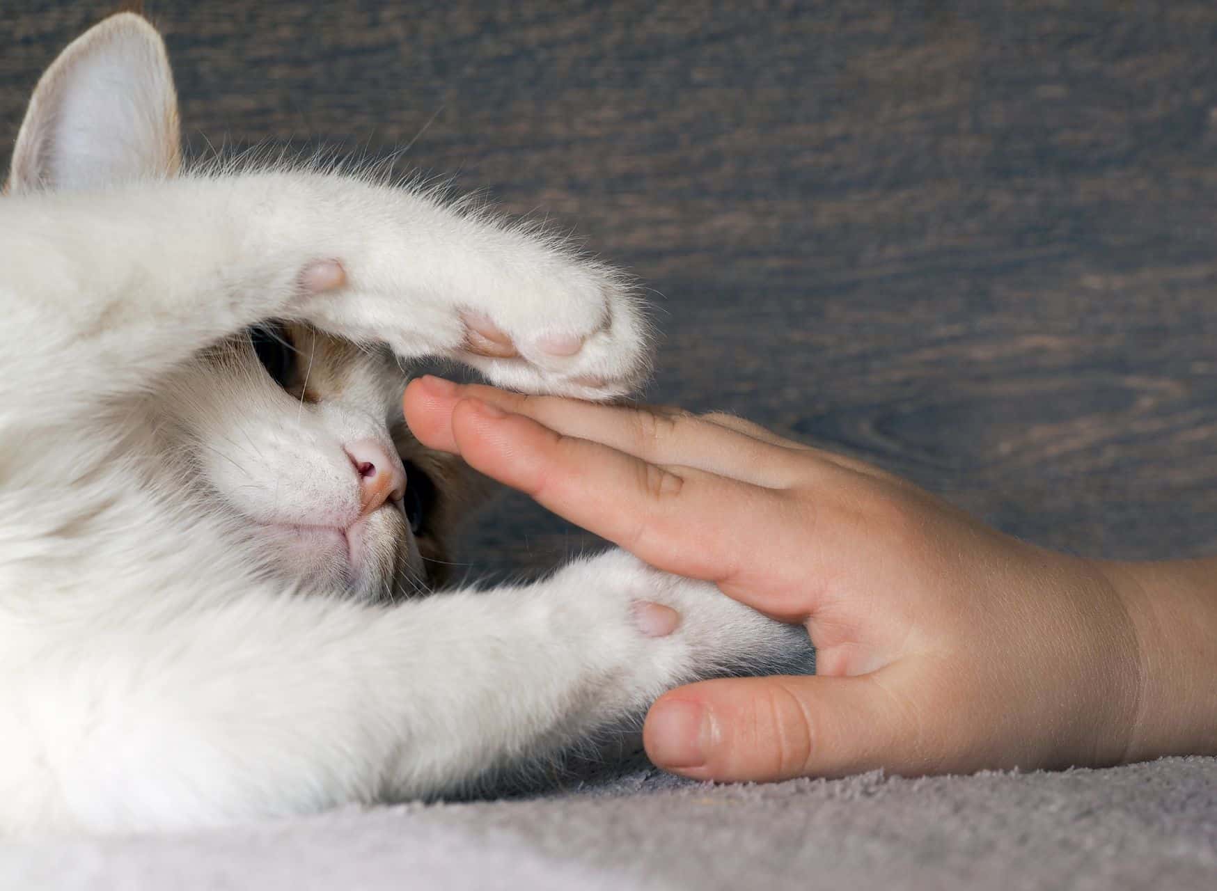 Tips For Gaining Your Cats Paw Ssurance - Why Don'T Cats Like Their Paws Touched | Pawcool ™