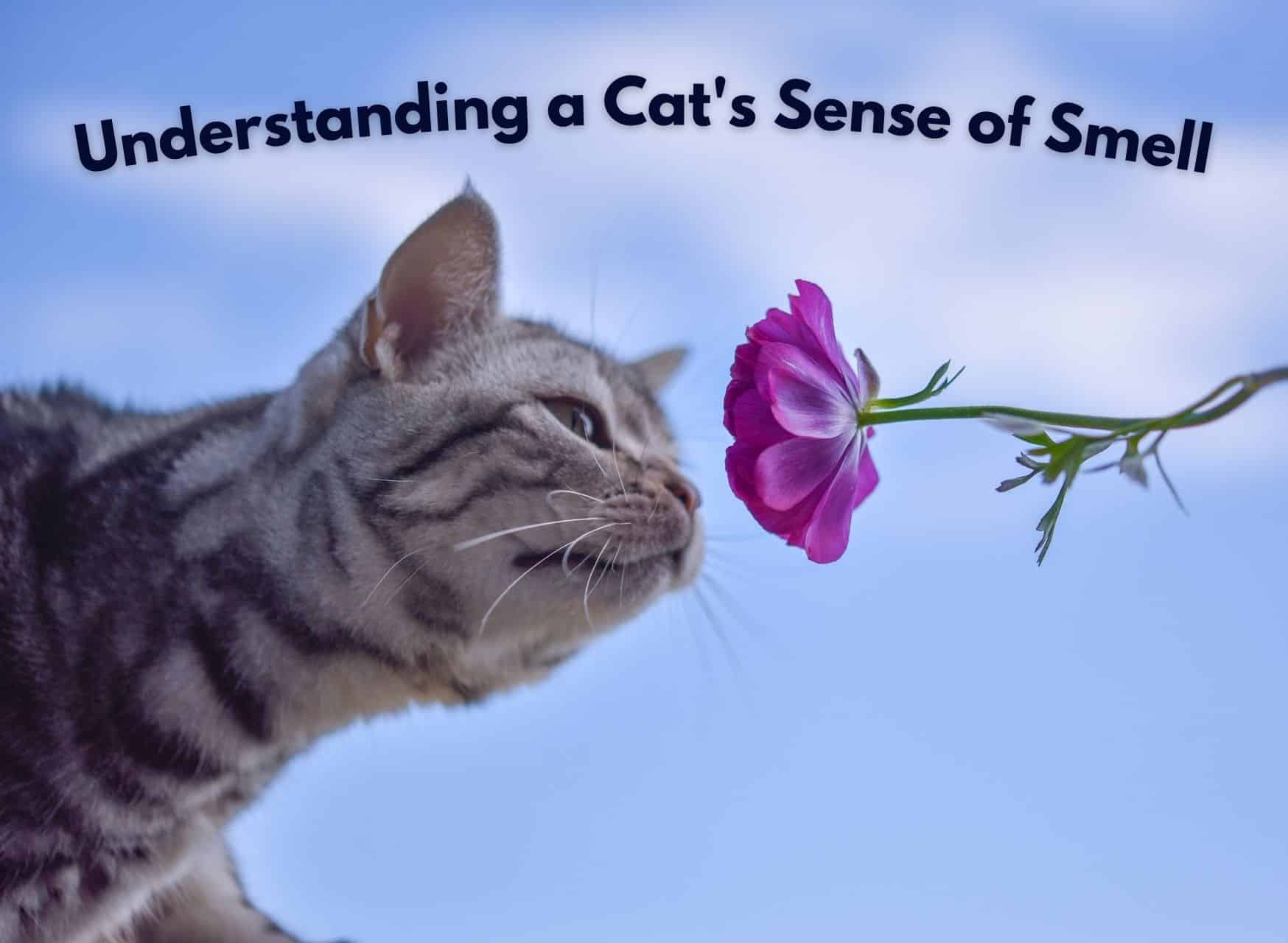 Understanding A Cats Sense Of Smell - Smells Cats Hate | Pawcool ™