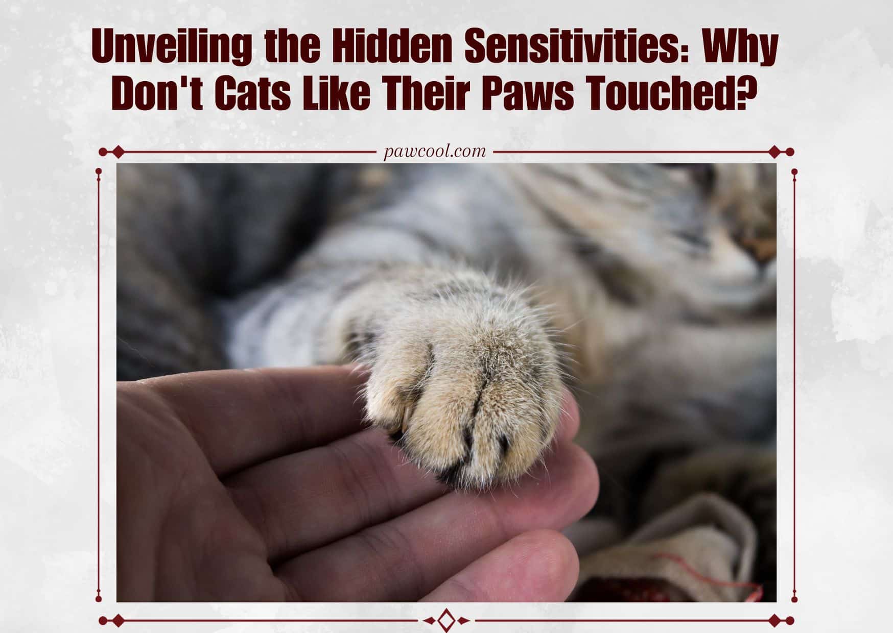 Why Don't Cats Like Their Paws Touched?