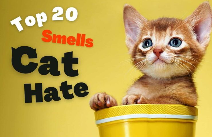 Unveiling the Top 20 Smells Cats Hate: Essential Knowledge for Cat Lovers