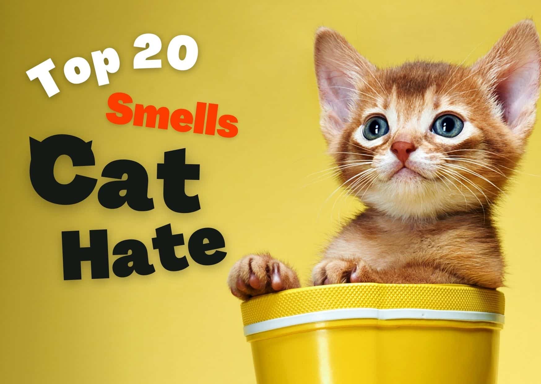 Unveiling the Top 20 Smells Cats Hate: Essential Knowledge for Cat Lovers