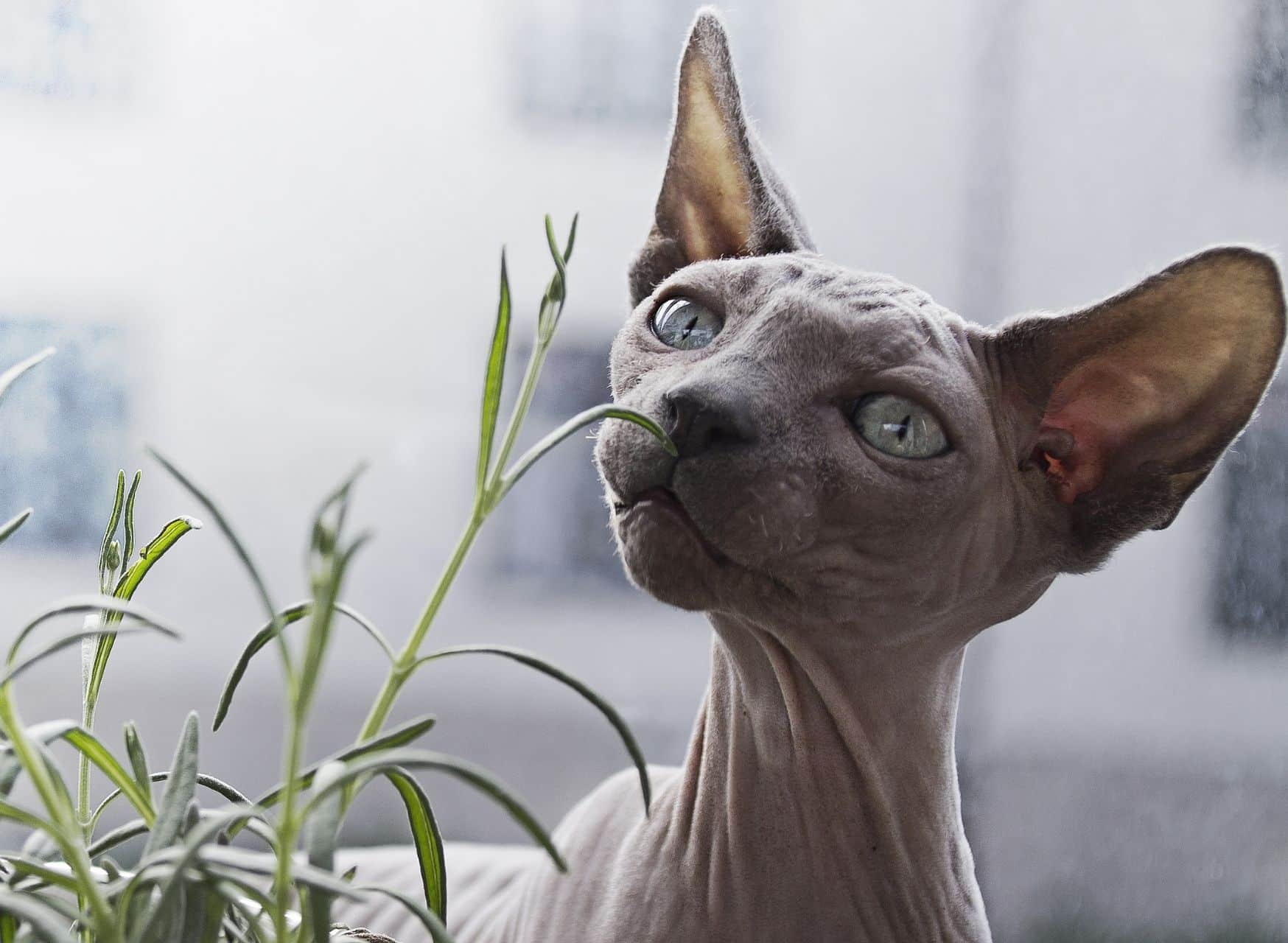 Unveiling The Top 20 Smells Cats Hate - Smells Cats Hate | Pawcool ™