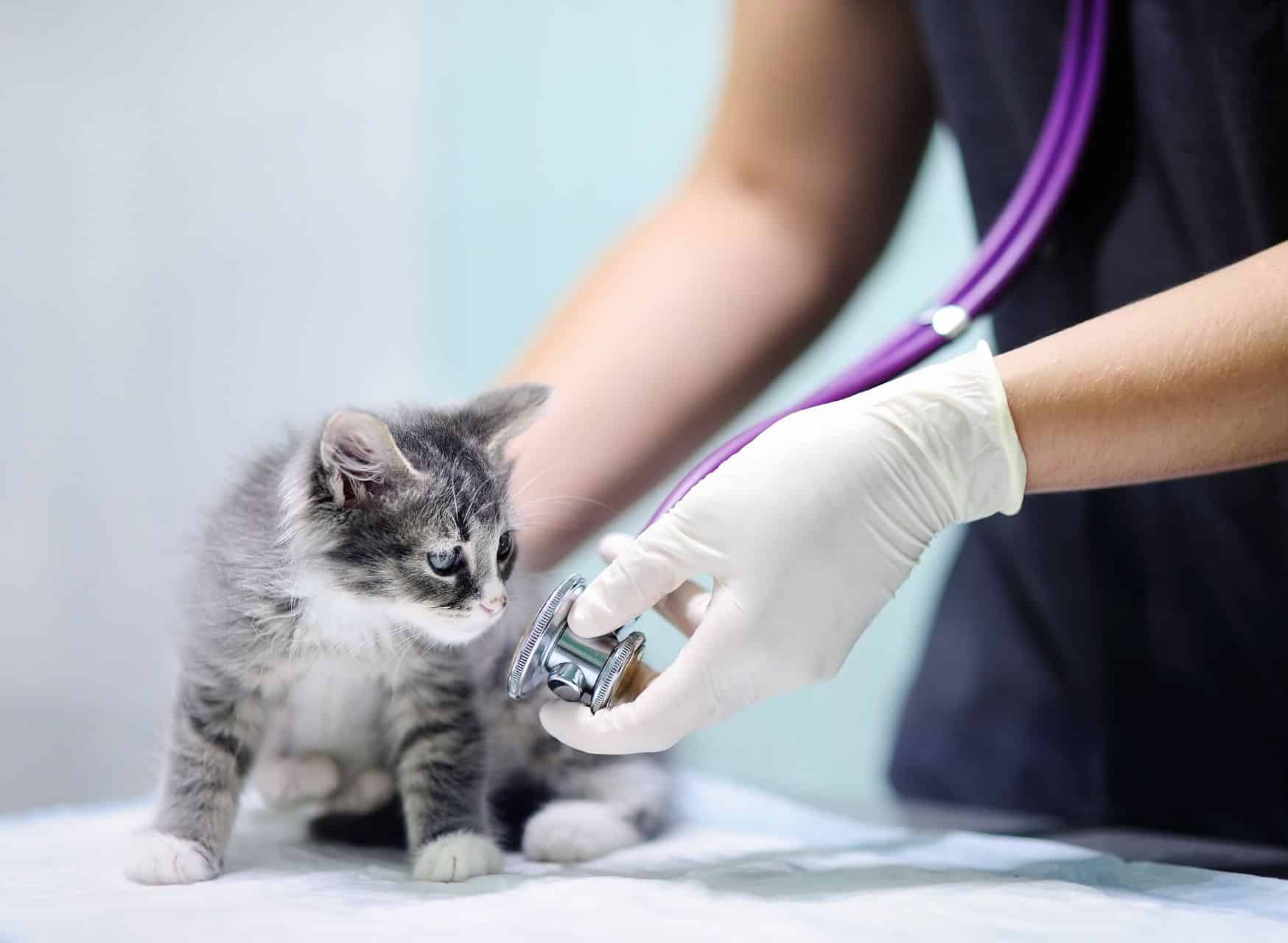 When To Seek Veterinary Care - Cat Sneezing A Lot | Pawcool ™