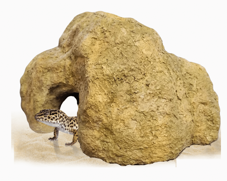 Cute Leopard Gecko Under Carved Cave