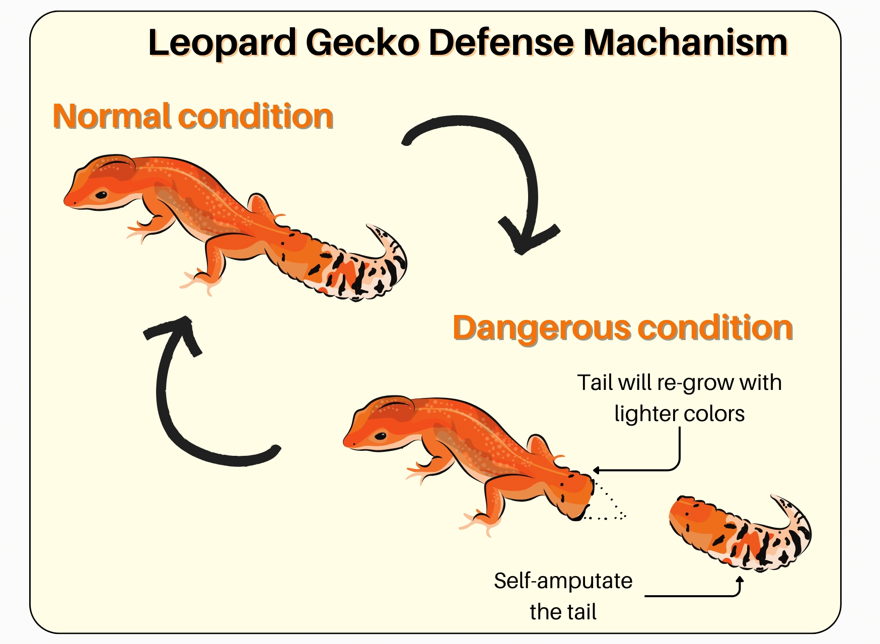 Leopard Gecko Tail Self-Amputation