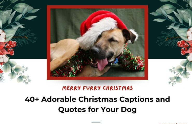 Adorable Christmas Dog Captions and Quotes