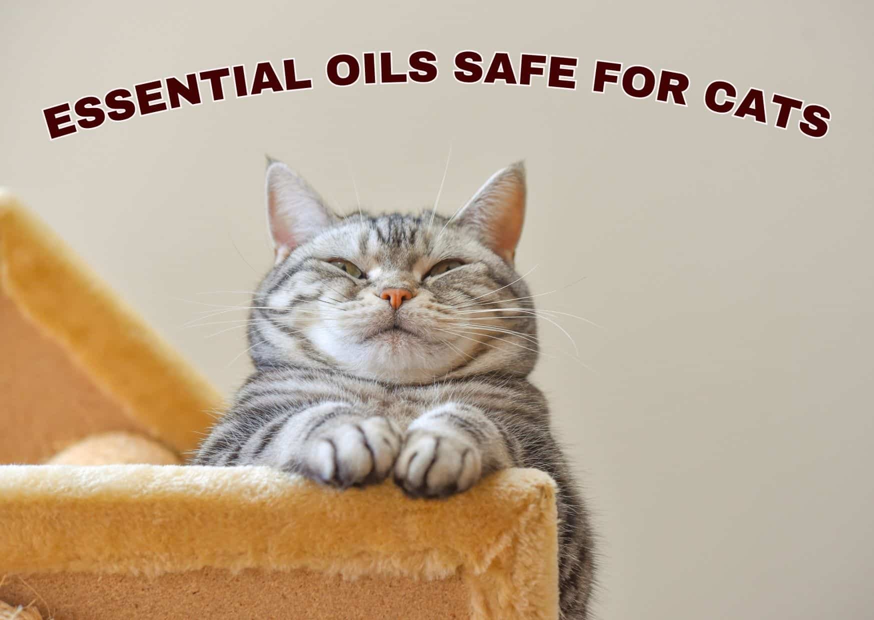 Essential Oils Safe For Cats