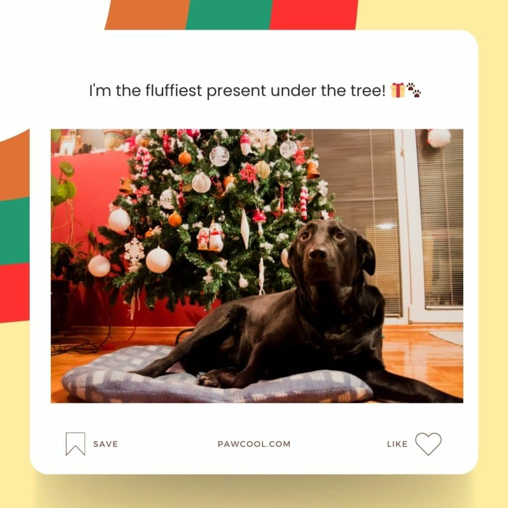 Fluffy And Festive - Christmas Dog Captions | Pawcool ™