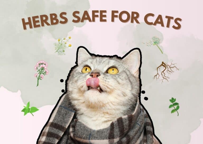 Herbs Safe For Cats Exploring Natural Remedies For Feline Health