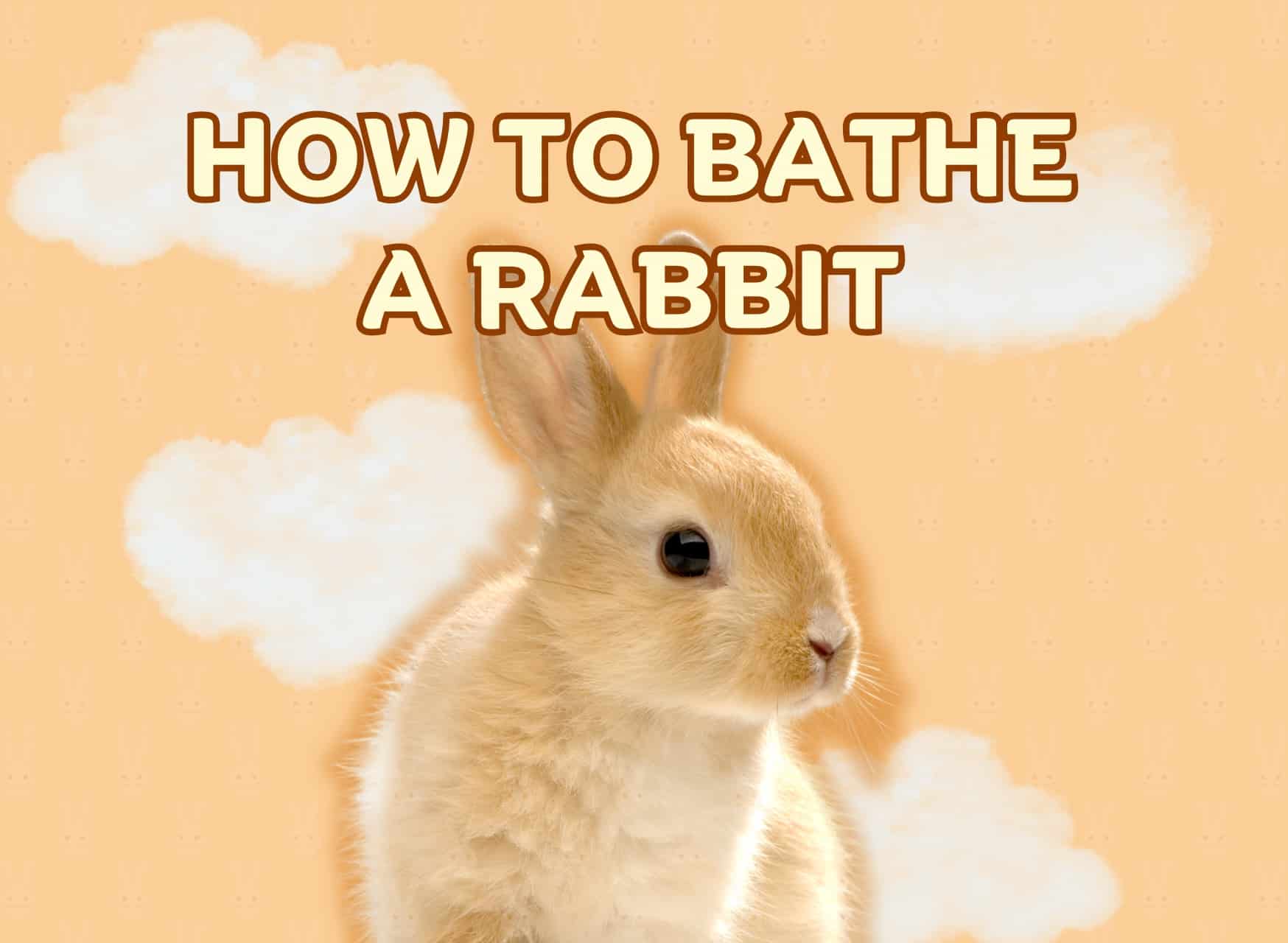 How to Bathe a Rabbit