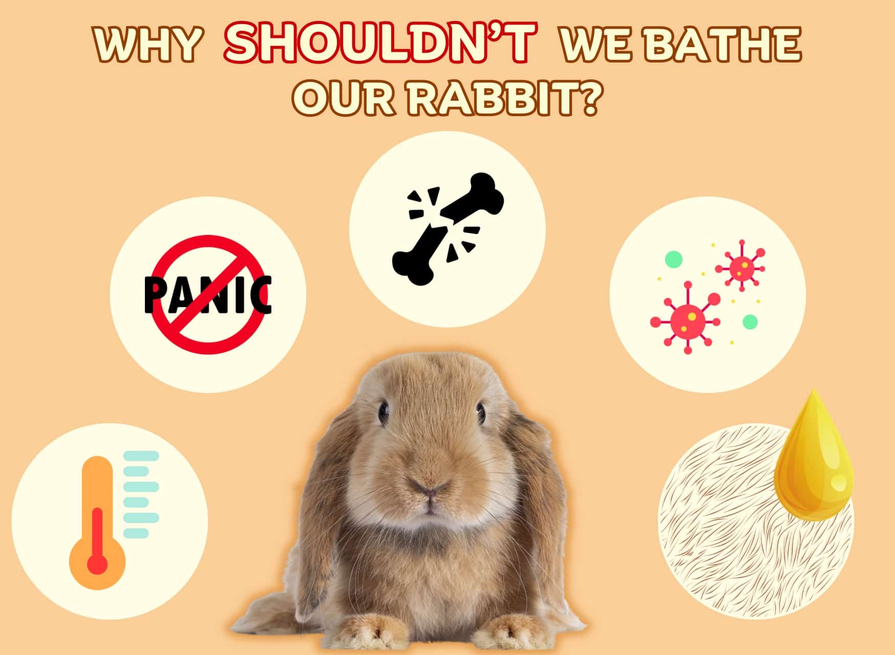 How To Bathe A Rabbit, Bathe Your Rabbit, Why Shouldn’t We Bathe Our Rabbit