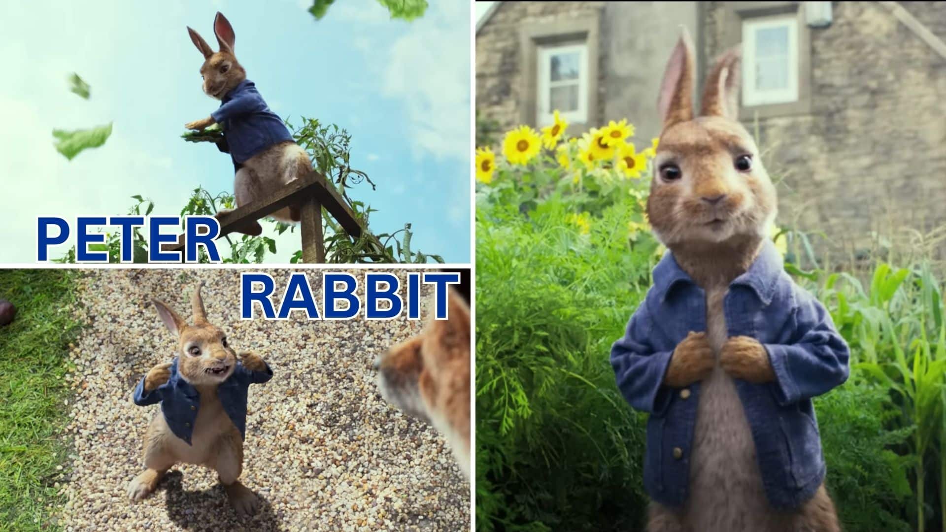 Movie About Peter Rabbit