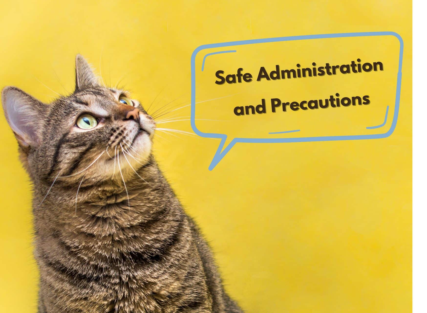 Safe Administration And Precautions - Herbs Safe For Cats | Pawcool ™