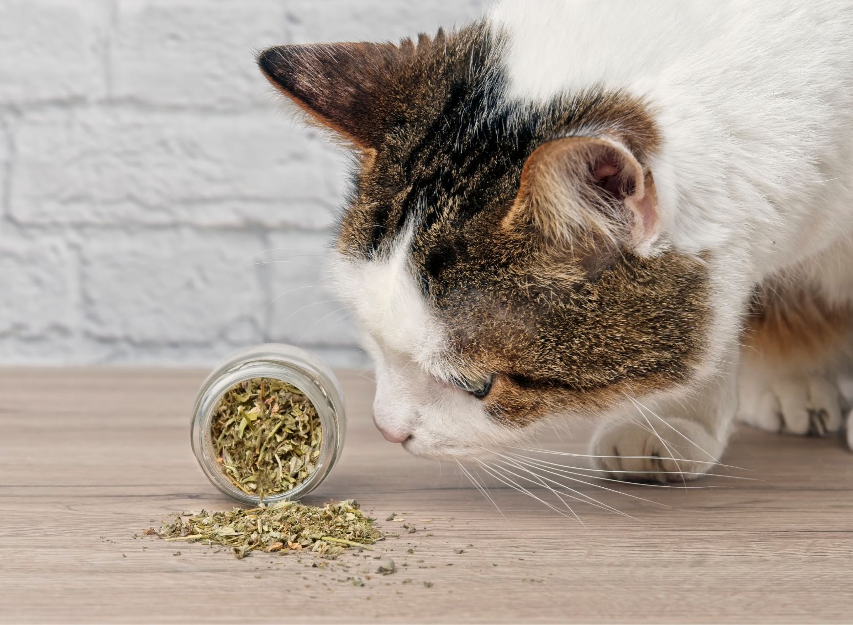 The Cat Smells Catnip - Herbs Safe For Cats | Pawcool ™