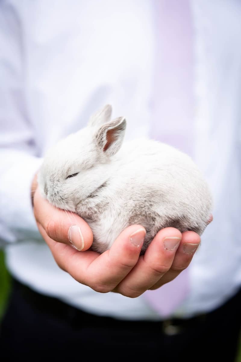 Person Holding White Rabbit During Daytime, How To Bathe A Rabbit