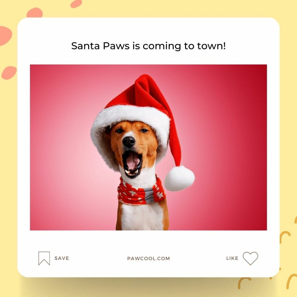 Cheerful Christmas Dog Quotes Funny 1 5 - Christmas Dog Captions | Pawcool ™