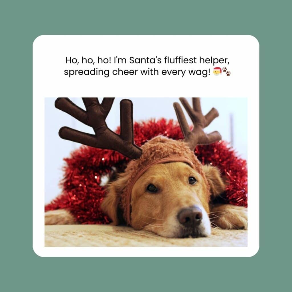 Santas Little Helper 1 - Christmas Dog Captions | Pawcool ™