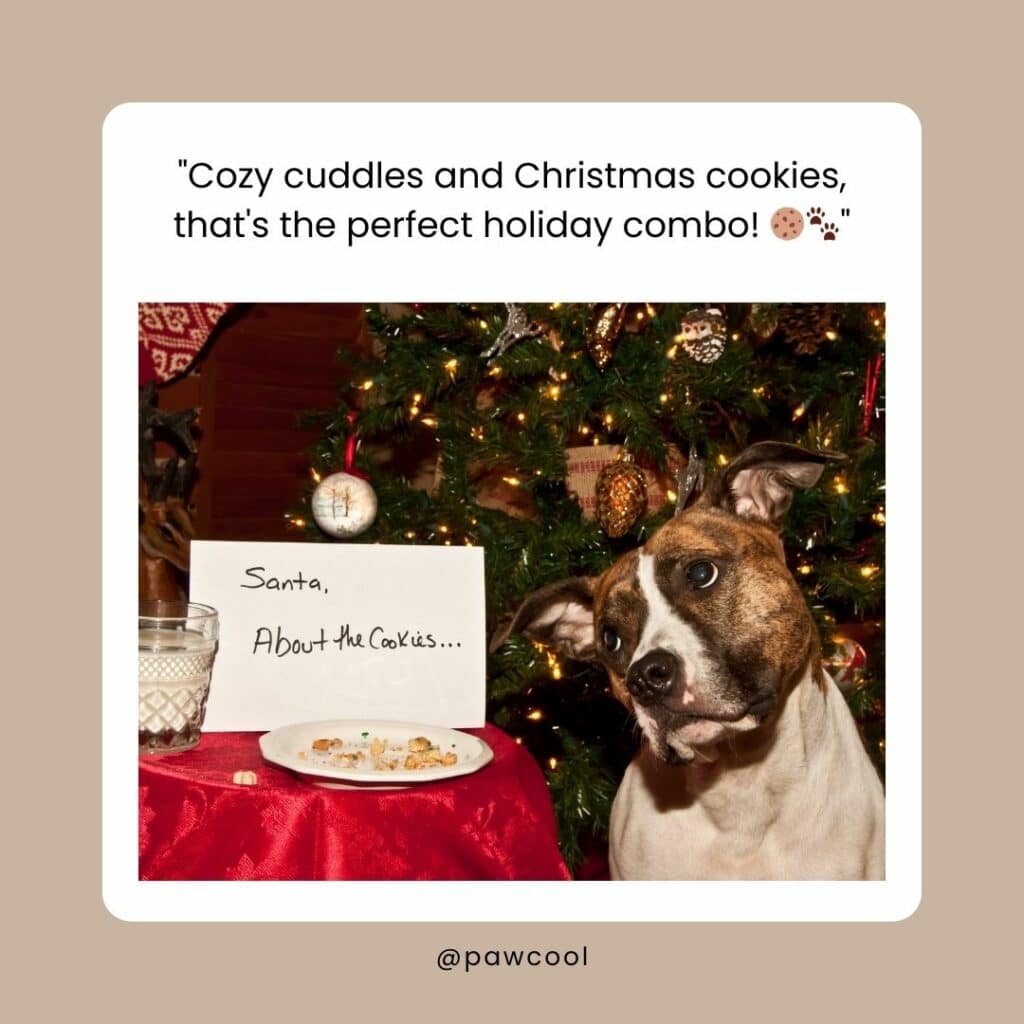 Treats And Belly Rubs 4 - Christmas Dog Captions | Pawcool ™