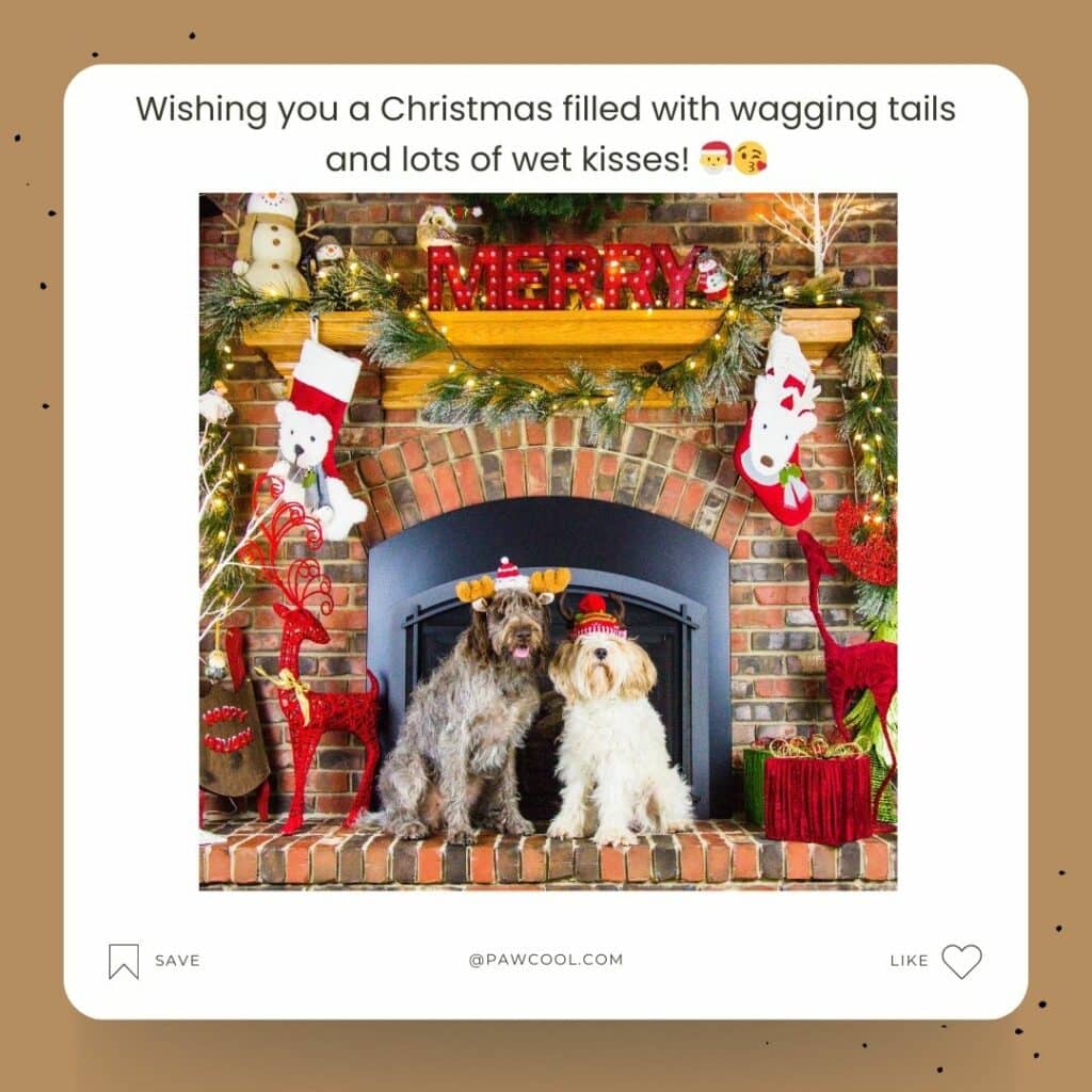 Wishes And Greetings 2 - Christmas Dog Captions | Pawcool ™